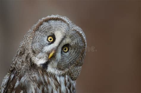 Great Grey Owl Strix Nebulosa Also Known As Great Gray Owl Stock Photo