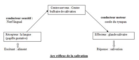 Mouvements Involontaires Ou R Flexes Ts Sunudaara