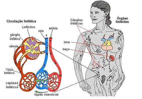 Anatomia Del Sistema Linfatico