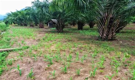 Pundi Pundi Rupiah Meningkat Dengan Inovasi Tumpang Sari Oleh Petani Sawit