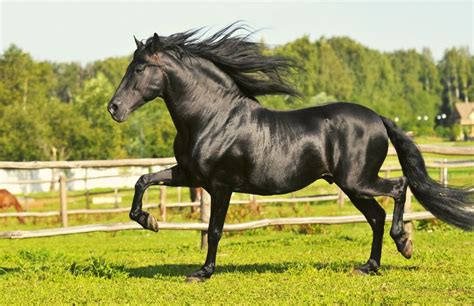 Andalusian Horse Temperament: The Andalusian Horse Breed Personality ...