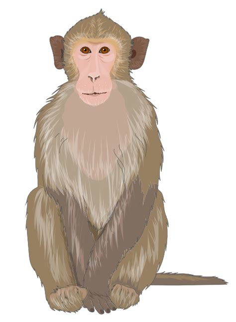 Rhesus Macaque Servier Medical Art