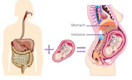 Anatomía embarazada Descubre los cambios fisiológicos durante el embarazo