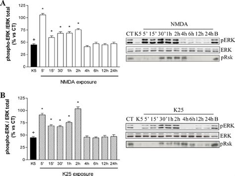 Nmda And K Phosphorylate Erk With A Similar Time Course In Immature