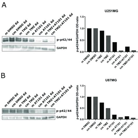 Inhibition Of The Extracellular Signal Regulated Kinase Erk Signaling