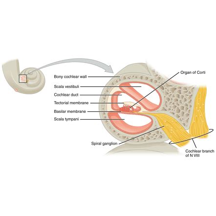 Organ Of Corti Ear