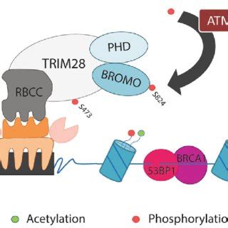 TRIM28 Is Recruited To The Genome By KRAB ZNF Transcription Factors To