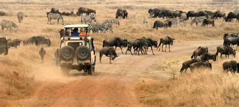 Our Top 10 Most Memorable Kenyan Safaris Discover Africa