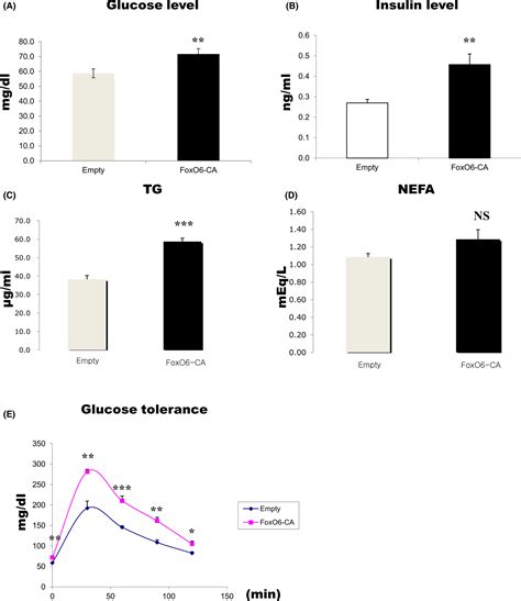 Interaction Between Chop And Foxo6 Promotes Hepatic Lipid Accumulation