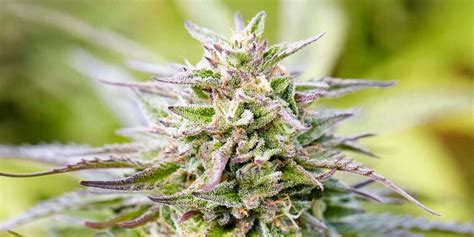 Savoring The Flavorful Cherry Pie Cannabis Strain Pure Oasis