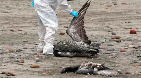 Influenza Aviar En Chile Advierten Que Podría Generar Gran Impacto En Fauna Silvestre Y En