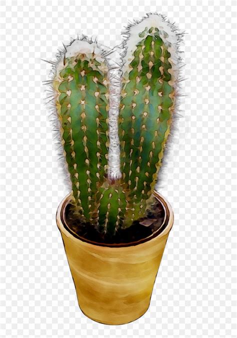 San Pedro Cactus Image Triangle Cactus Prickly Pear Plants Png