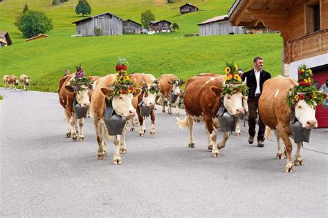 The picture: traditional transhumance