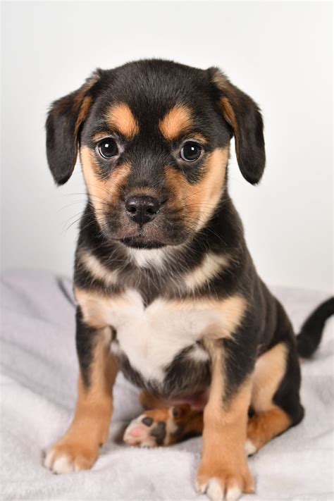 Hershey Australian American Shepherd Miniature And Puggle Hybrid