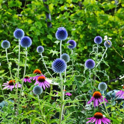 Globe Thistle Seeds - Echinopa Ritro Globe Thistle Flower Seed