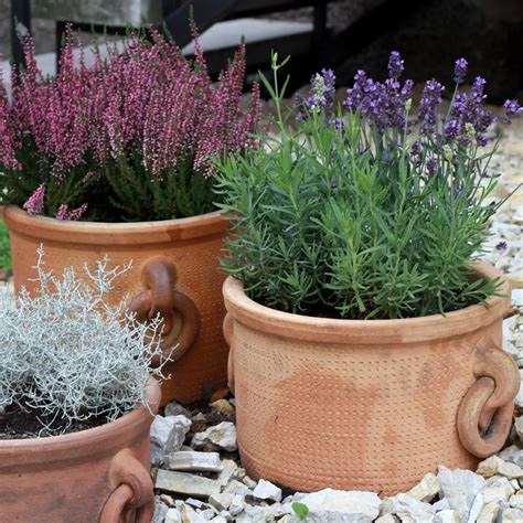 How To Care For Potted Lavender - Expert Tips For Success