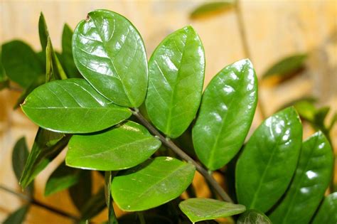 A planta zamioculca é venenosa Entenda os riscos e cuidados essenciais