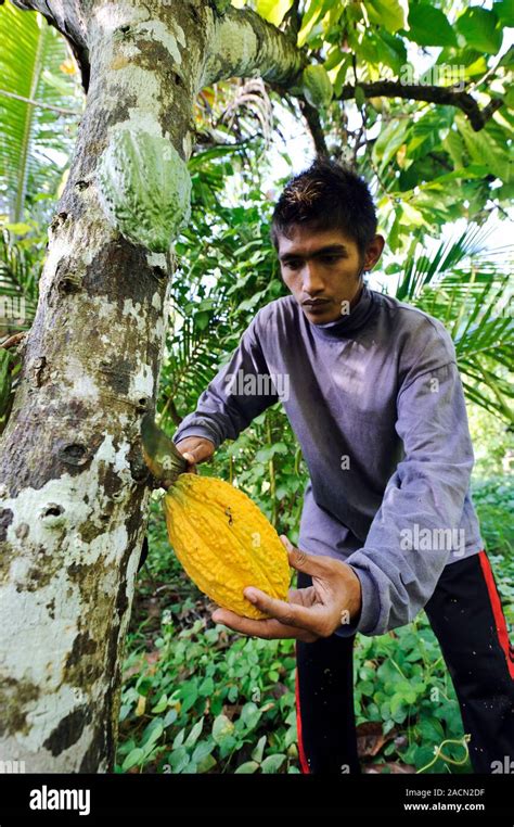 Cocoa Plantation Man Harvesting Cocoa Cacao Theobroma Cacao Pods