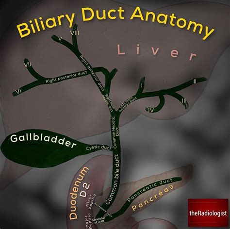 Anatomy Of Biliary Tree