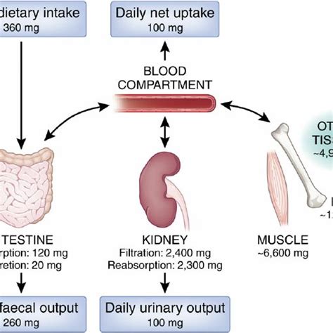 A Schematic Overview Of Magnesium Absorption Pathways In The Intestine Download Scientific