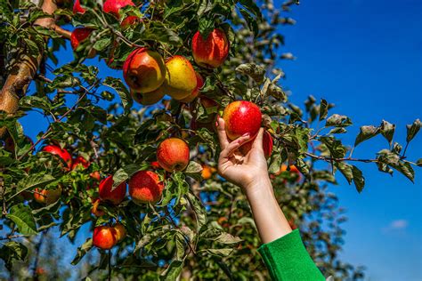 How to Pick the Best Apples - Healthy Green Kitchen