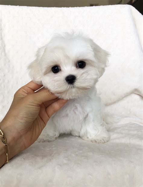 Teacup Maltese puppy! - iHeartTeacups