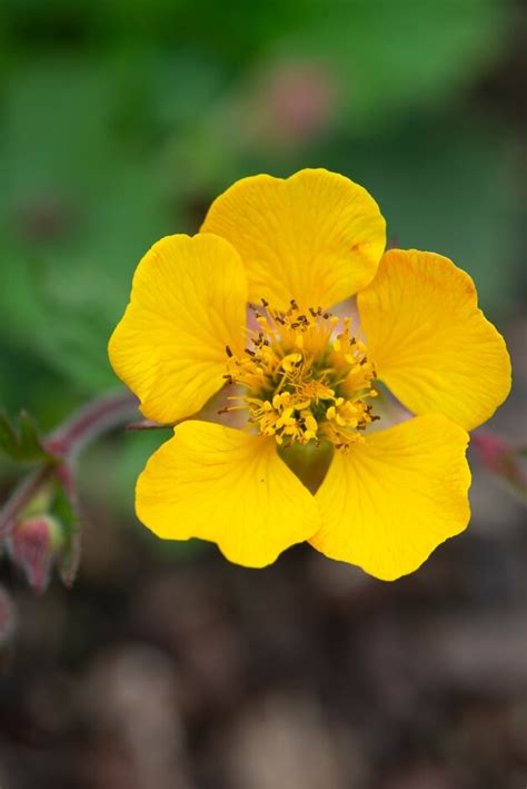 Geum Andcarlottaand Avens Andcarlottaand Herbaceous Perennial Rhs