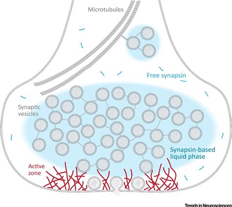 A Presynaptic Liquid Phase Unlocks The Vesicle Cluster Trends In Neurosciences