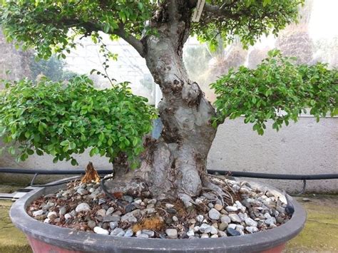 Piante Bonsai Attrezzi E Vasi Per Bonsai Come Realizzare Bonsai