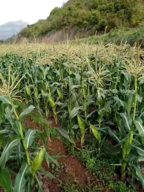 云贵高原种植玉米陕西关中玉米种植时间种植玉米大山谷图库