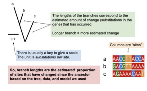 Evolution Exam 2 Flashcards Quizlet