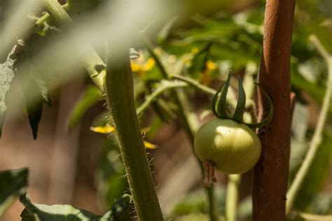 Comment Faire Pousser Un Plant De Tomate Tapes