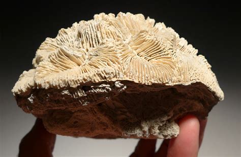 Large Prehistoric Brain Like Coral Fossil Colony From The Pliocene