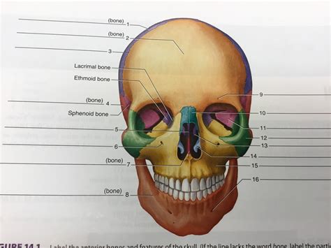 Lab 14 Figure 14 1 Anterior Bones Of The Skull Diagram Quizlet