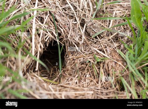 Rabbit Burrow Hi Res Stock Photography And Images Alamy