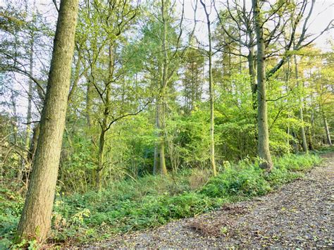 Woodland For Sale Bullhead Wood A Secluded Larch And Mixed Species