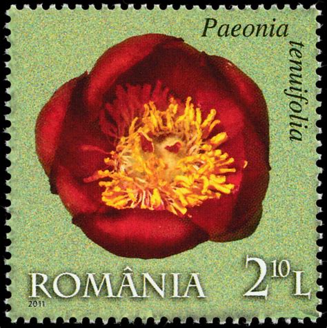 Stamp Fern Leaf Peony Paeonia Tenuifolia Romania Touchstamps