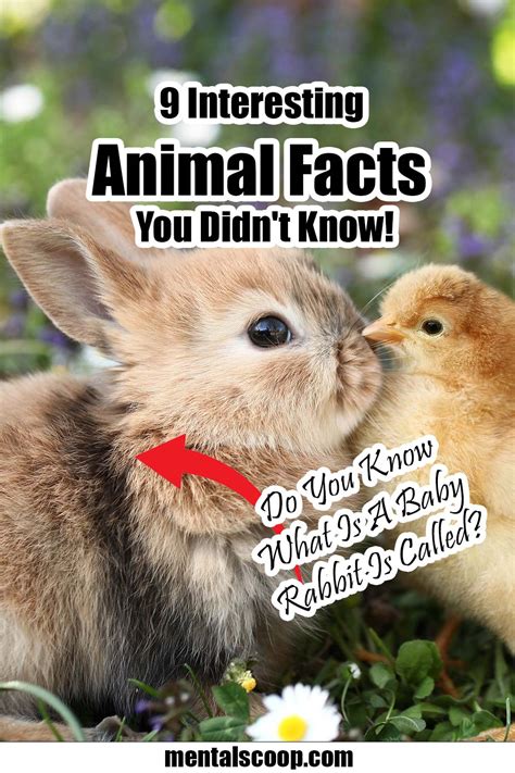 9 Interesting Animal Facts You Didn't Know! - Mental Scoop