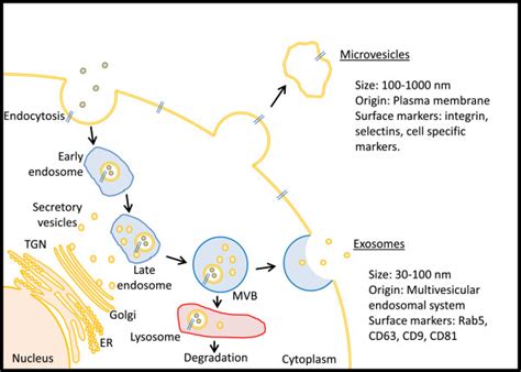 Origin Of Microvesicles And Exosomes From Cells A Microvesicle Arises