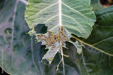 Foto de Raupen vom Kohlweißling Pieris brassicae vernichten