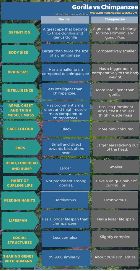 Difference between gorilla and chimpanzee - discoverytyred