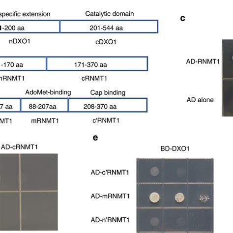 DXO1 Interacts With RNMT1 In The Yeast Two Hybrid System A Yeast Cells