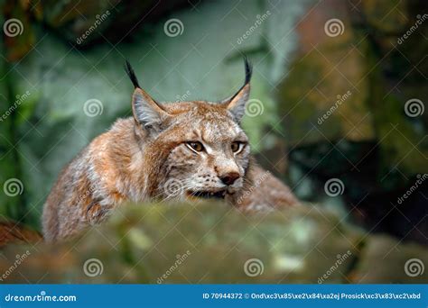 Eurasian Lynx Habitat