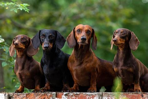 Exploring the Diversity of Dachshunds: In-Depth Breed Guide