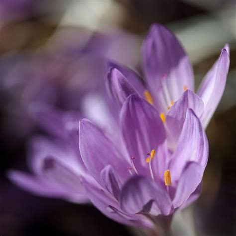 Purple Flowers With Yellow Stamens In The Center