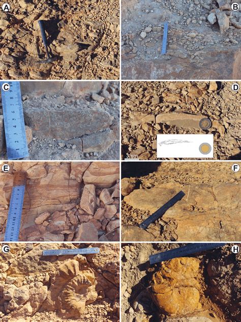 Field Photographs Of Unit B A Micritic Limestone Bed B