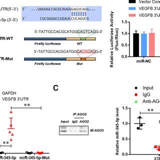 Mir P Directly Targeted Utr Of Vegf B A The Dual Luciferase