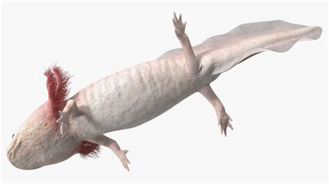 3D Pink Aquatic Salamander Model - TurboSquid 2209636