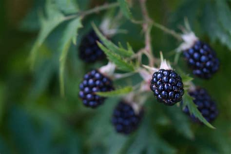 Can You Grow A Blackberry Bush From A Blackberry