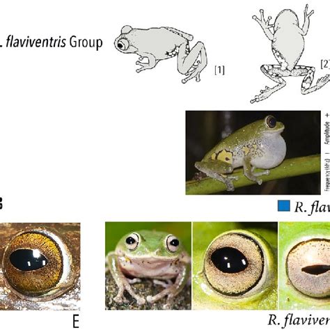 Amphibian Diversity Examples Of Amphibians Recorded In The Serra Da